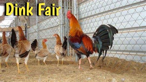 Allstar Gamefowl Farm. 2,090 likes · 77 talking about this. "Home of Dink Fair Sweaters, Carol Nesmith Gilmores, Gary Gilliam Roundheads & Johnnie Jumper... . 