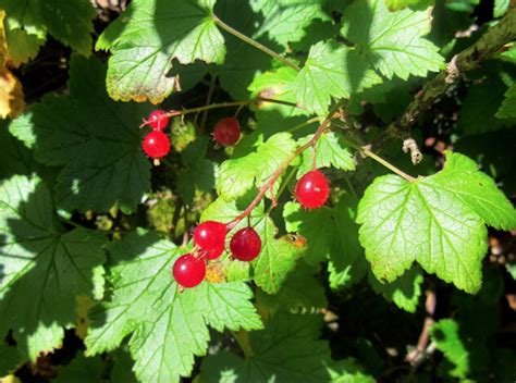 Dinner : Wild Currant