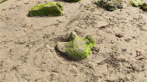 Dinosaur footprints uncovered on beach on England’s Isle of Wight