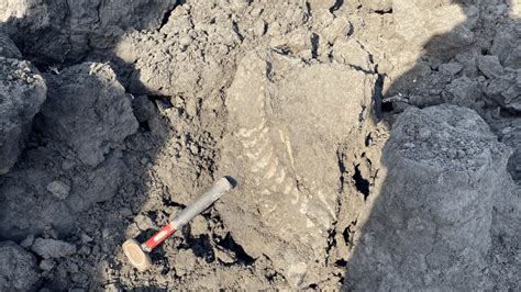 Dinosaur fossil unearthed at Mildred Lake
