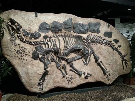 Dinosaur fossilization. Feb 15, 2018 ... Fossilisation is so unlikely that scientists estimate that less one ... dinosaur tail in Myanmar. “If you can find a large enough amount of ... 