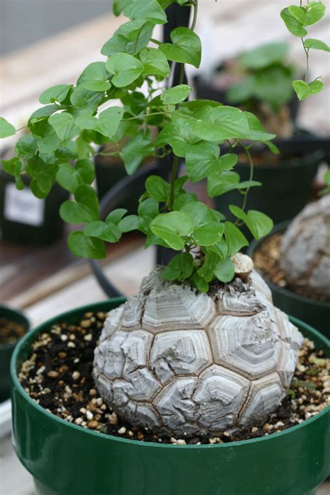 Dioscorea Elephantipes (Elephant