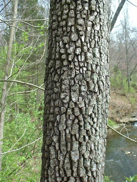 Diospyros virginiana bark. Wilt symptoms may be present if much of the sapwood is killed and upward movement of water is limited. Figure 1: Lower trunk of maple showing bleeding canker symptoms caused by a Phytophthora species. Figure 2: Maple tree showing early fall color due to trunk damage and Phytophthora trunk canker. Figure 3: European beech tree with … 