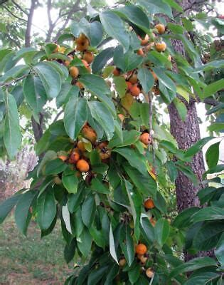 American persimmon (Diospyros virginiana) Astringent GRAFTED. Small 12 to 24 inches tall $55.00; Medium 2 to 3 feet tall $65.00; Large trees 3 to 4 feet tall $75.00. Early Jewel = H-118 – Very Early, Large size fruit, Red colored fruit, Soft when Ripe very High-quality Fruit Precocious and a consistent producer bears seedless fruit south of .... 