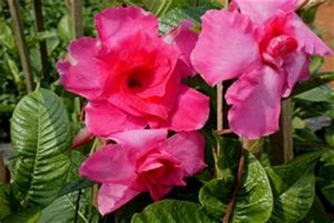 Dipladenia - Mandevilla varieties - Gardening in South Africa