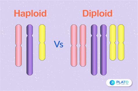 Diploid karyotype - definition of diploid ... - The Free Dictionary