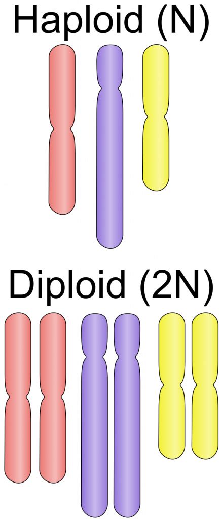 Diploid vs Haploid Similarities and Differences Albert.io
