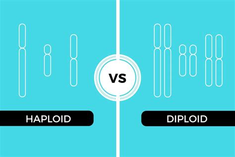 Diploid vs haploid. Things To Know About Diploid vs haploid. 