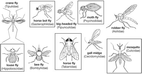 Dipteran - Taxonomic features Britannica