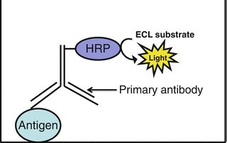 Direct ELISA SpringerLink