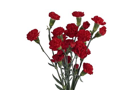 Direct floral. Direct Floral Source International, Elk Grove Village, Illinois. 276 likes. DISTRIBUTOR OF FRESH CUT FLOWERS, FOLIAGE FROM AROUND THE WORLD & SUPPLIES 