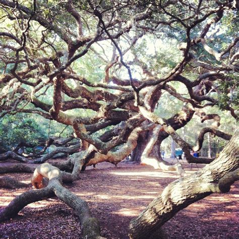 Directions to the Angel Oak? - Charleston Forum - Tripadvisor