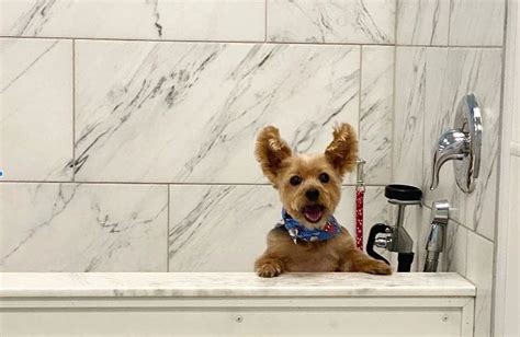 Dirty Dog Grooming Spa, Arlington heights - Groupon