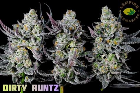 Dirty runtz strain. Independent, standardized information about Lempire Farmaseed's cannabis-strain Dirty Runtz! Find phenotypes, comments + detailed profiles, flowering-time, THC-Content, … 
