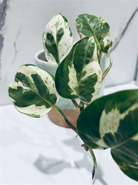 Telegram channel "Dirty_pothos onlyfans leaked". Search through ...