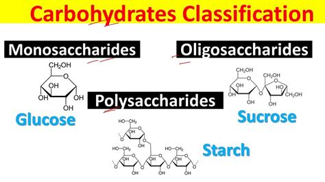 Disaccharide vs. Polysaccharide – Difference Between