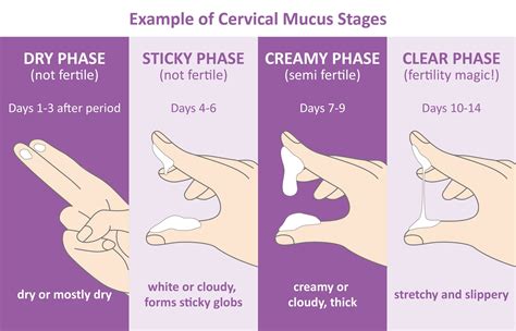 Discharge Ovulation Chart
