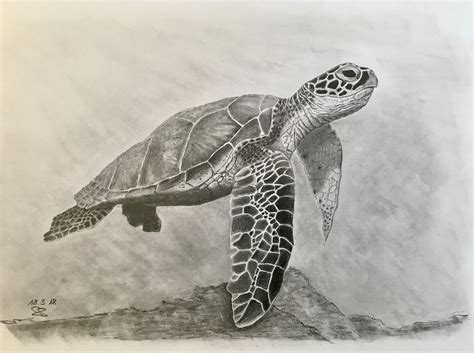 Discover 84+ sea turtle sketch best in.eteachers