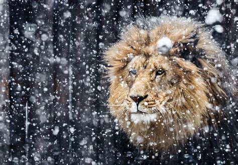 Discover Cold lions