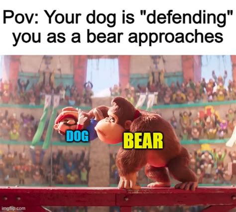 Discover bear approaches meme