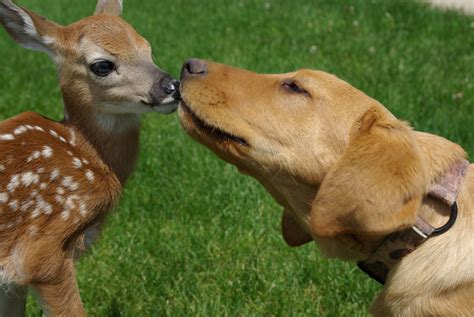 Discover dog playing with baby deer