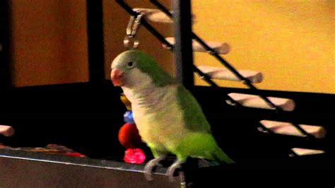 Discover quaker parrot laughing