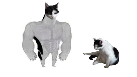 Discover swole cat