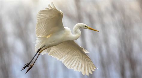 Discover the Best Outer Banks Birding for Any Season - White Doe …