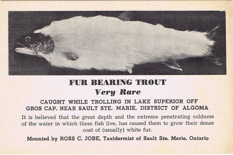 Discover the Elusive 'Fur-Bearing Trout': A Guide to the Most Sought-After Fish in the World