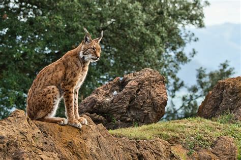 Discover the Enchanting Wildlife of Portugal: A Paradise for Nature Enthusiasts