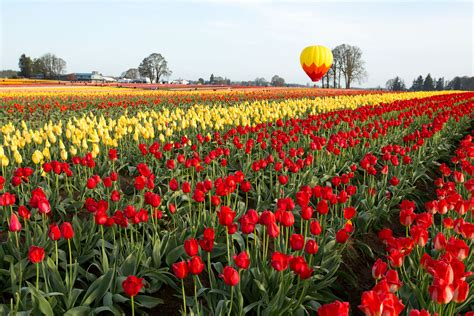 Discover the Enchanting World of Wooden Shoe Tulip Farm