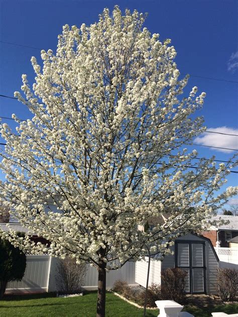 Discover the Non Fruit Bearing Pear Tree: A Perfect Addition to Your Ornamental Landscape