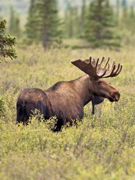 Discover the Plural of Moose: Unveiling the Enigmatic Nature of These Majestic Creatures