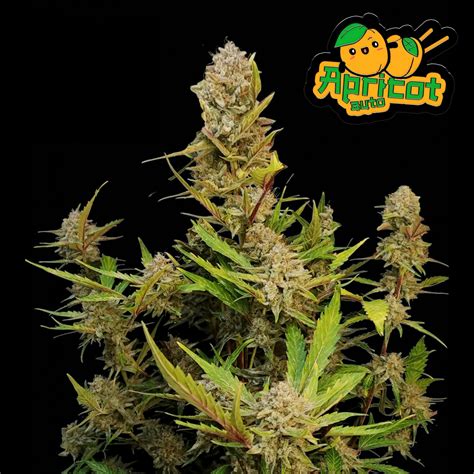 Discover the Proven Success of NJ Fast Buds