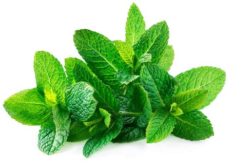 Discover the Refreshing Oasis of Spearmint Near You