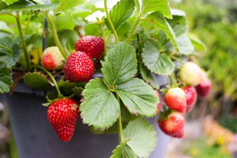 Discover the Sweet Delight of Year-Round Harvesting with Ever Bearing Strawberry Plants