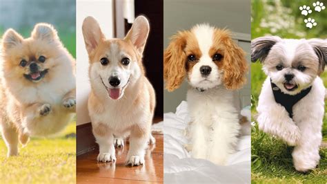 Discover the Top 10 Breeds of Puppies that Stay Small and Capture Hearts If you