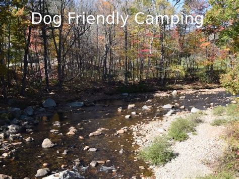 Discover the best pet-friendly campgrounds in New …