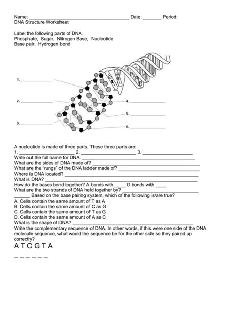 Discovering Dna Structure Answer Key