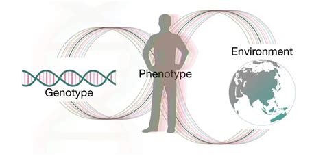 Discovering How Environmental Exposures Alter Genes Could …