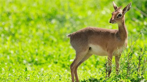 Discovering the cool ecology of Dik-diks in Kenya