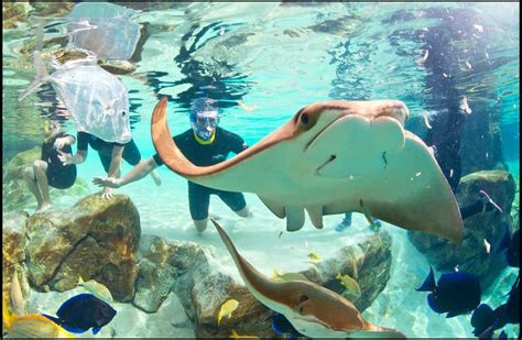 Discovery cove photos. Things To Know About Discovery cove photos. 