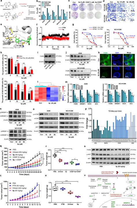 Discovery of a mammalian FASN inhibitor against xenografts of …