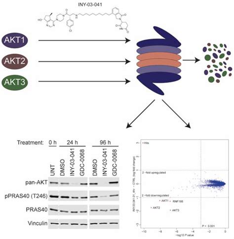 Discovery of an AKT Degrader with Prolonged Inhibition of