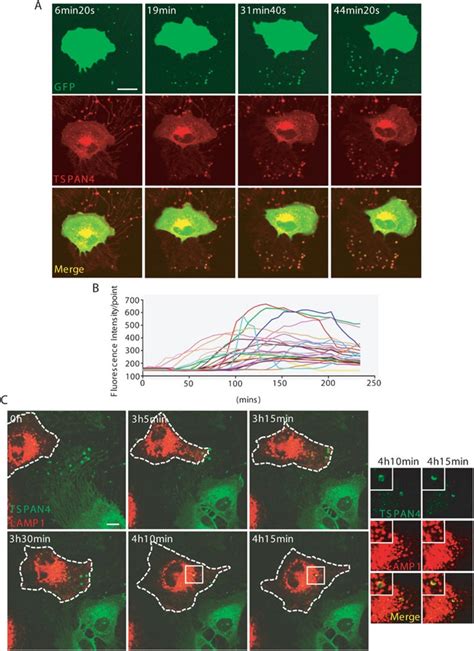 Discovery of the migrasome, an organelle mediating release