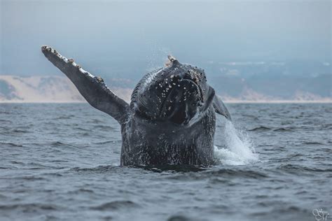 Discovery whale watch. Discovery Whale Watch, Monterey, California. 19,208 likes · 74 talking about this · 2,750 were here. Monterey Bay is the premier destination for whale watching year around! 