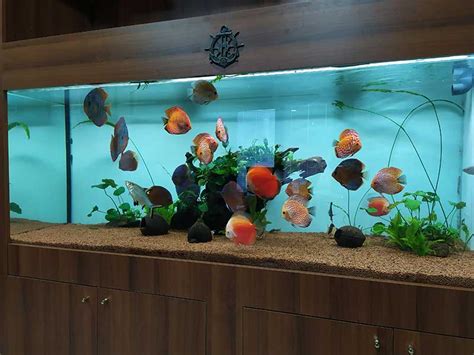 Discus'da bitki denemesi.