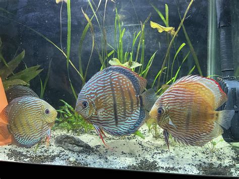 Discus Ta Sürtünme.