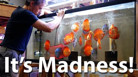 Discus madness. Description. Best kept in groups of 3 or more, Severums are a mostly peaceful addition to any lightly planted tank. Most times they can live peacefully with Discus and Angelfish as well, though, like most fish, have been known to be aggressive during breeding. Red Spot Gold Severums feature a brightly colored gold body with scattered red ... 
