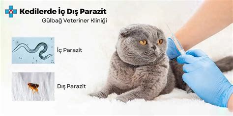 Discusta İç Parazit Önlemi. 